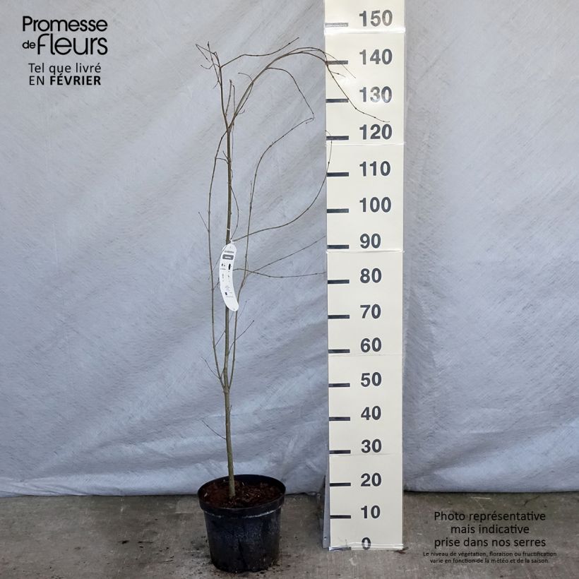 Cercidiphyllum japonicum - Albero del caramello Vaso da 7,5L/10L esemplare consegnato in inverno