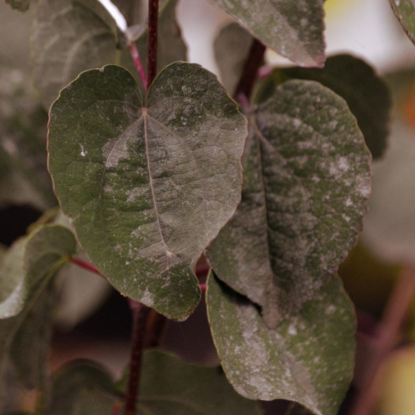 Cercidiphyllum japonicum Rotfuchs - Albero del caramello (Fogliame)