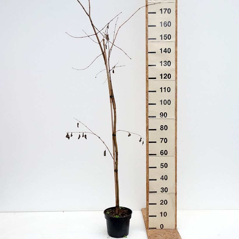 Esemplare di Cercidiphyllum magnificum - Albero del caramello Vaso da 4L/5L come consegnato in autunno