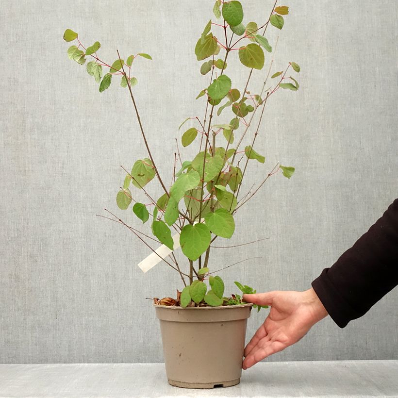 Esemplare di Cercidiphyllum japonicum Râ - Albero del caramello Vaso da 4L/5L come consegnato in autunno