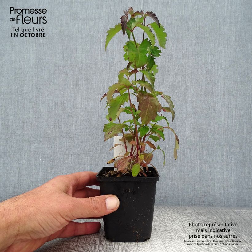 Esemplare di Leycesteria formosa - Caprifoglio himalayano Vasetto da 8/9 cm come consegnato in autunno