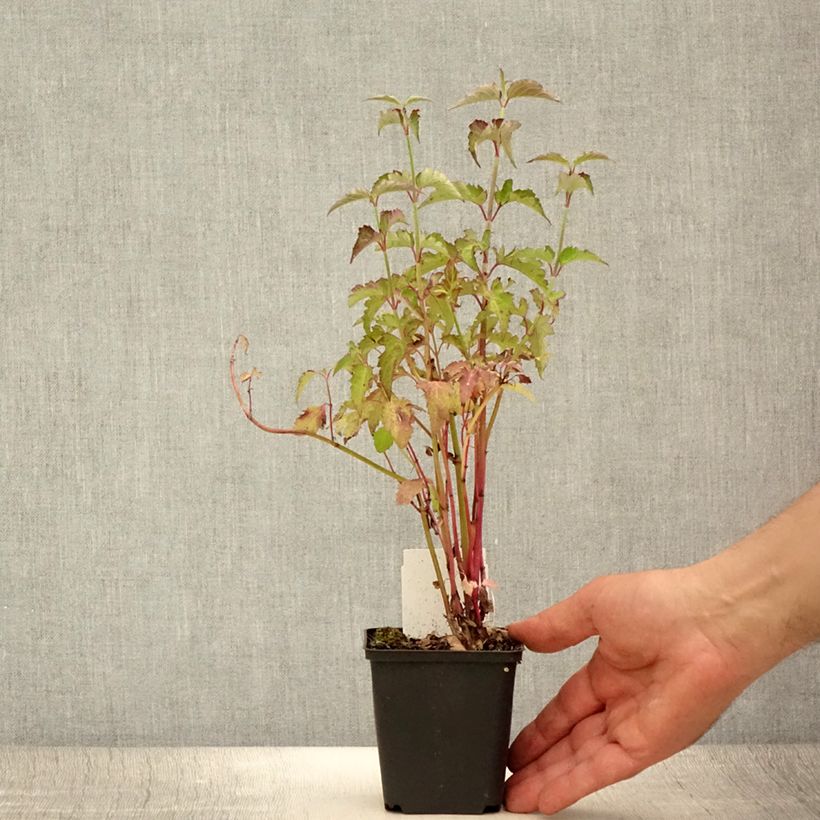 Esemplare di Leycesteria formosa - Caprifoglio himalayano Vasetto da 8/9 cm consegnato in estate