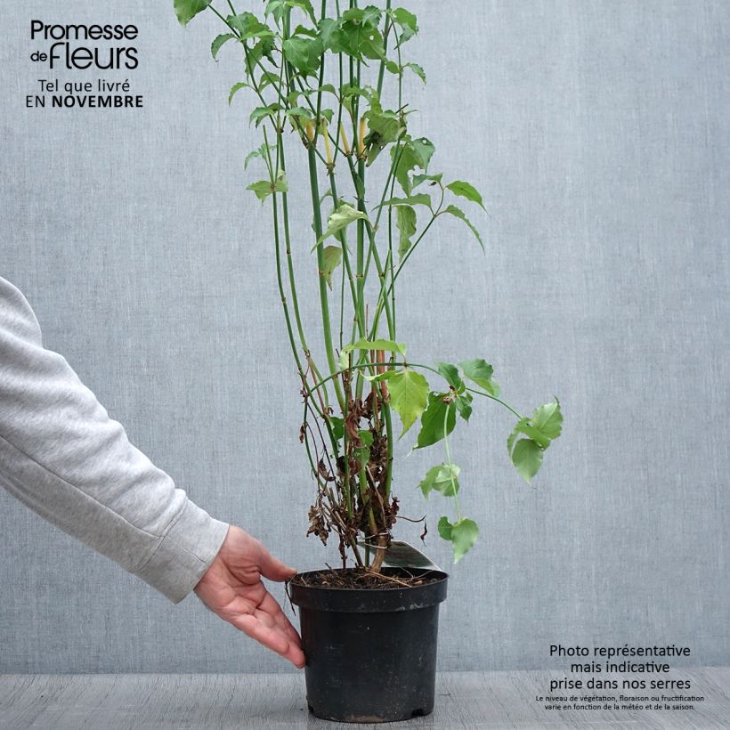 Esemplare di Leycesteria formosa - Caprifoglio himalayano Vaso da 2L/3L come consegnato in autunno