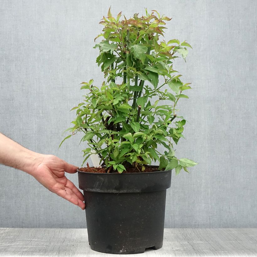 Esemplare di Leycesteria formosa - Caprifoglio himalayano Vaso da 7,5L/10L consegnato in estate