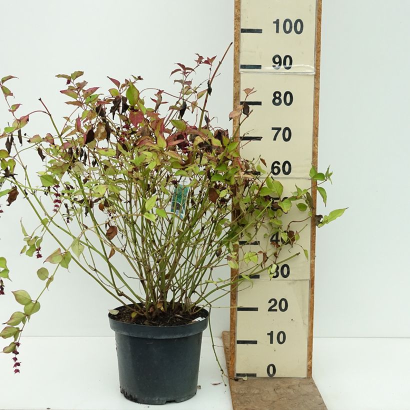 Esemplare di Leycesteria formosa - Caprifoglio himalayano Vaso da 7,5L/10L come consegnato in autunno