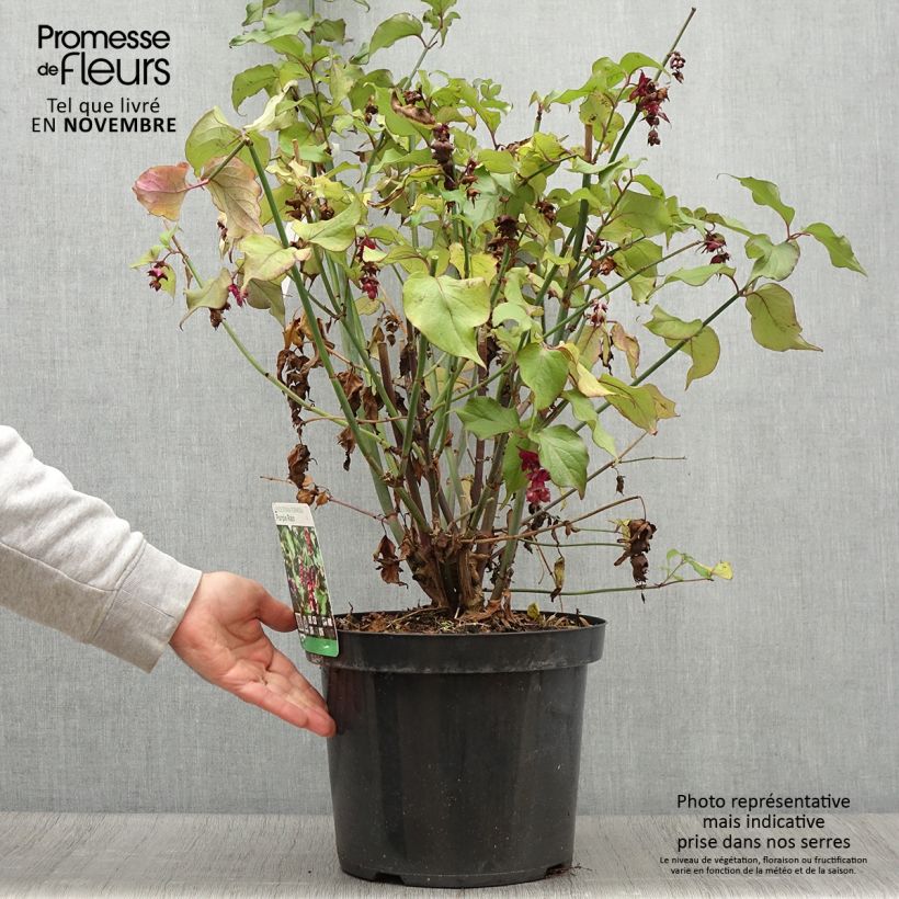 Esemplare di Leycesteria formosa Purple Rain Vaso da 7,5L/10L come consegnato in autunno