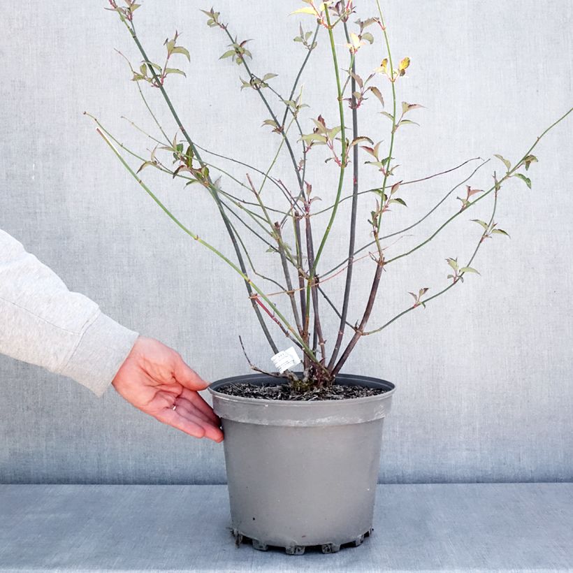 Leycesteria formosa Purple Rain Vaso da 7,5L/10L esemplare consegnato in primavera