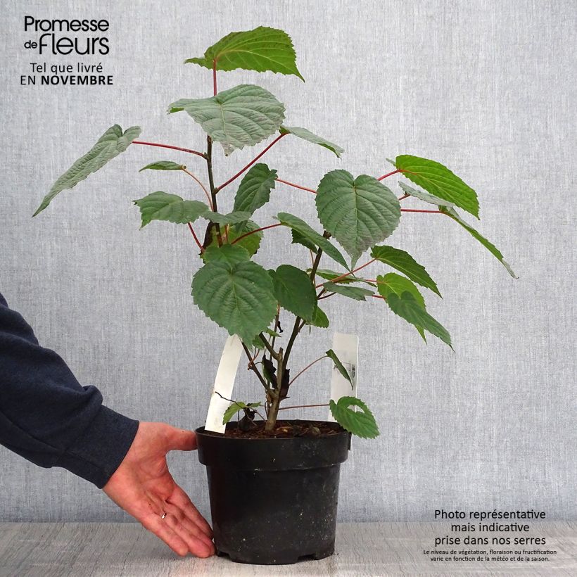 Esemplare di Davidia involucrata var. vilmoriniana - Albero dei fazzoletti Vaso da 3L/4L come consegnato in autunno