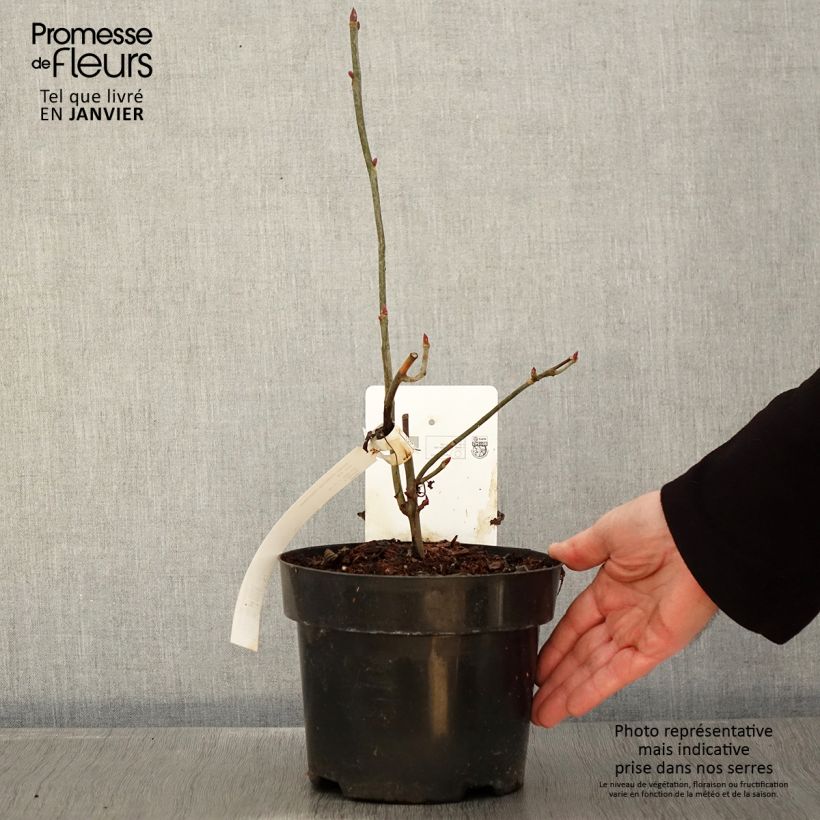 Davidia involucrata var. vilmoriniana - Albero dei fazzoletti Vaso da 3L/4L esemplare consegnato in inverno