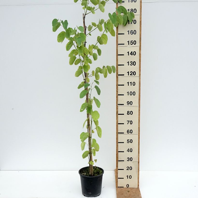 Esemplare di Albero delle orchidee - Bauhinia purpurea Vaso da 7,5L/10L come consegnato in autunno