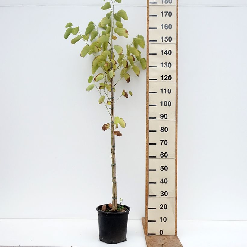 Albero delle orchidee - Bauhinia purpurea Vaso da 7,5L/10L esemplare consegnato in inverno