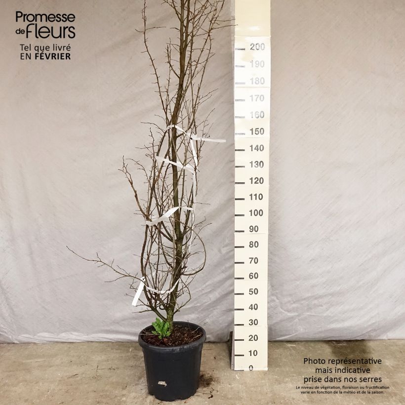 Parrotia persica - Albero pagoda Vaso da 30L/35L esemplare consegnato in inverno