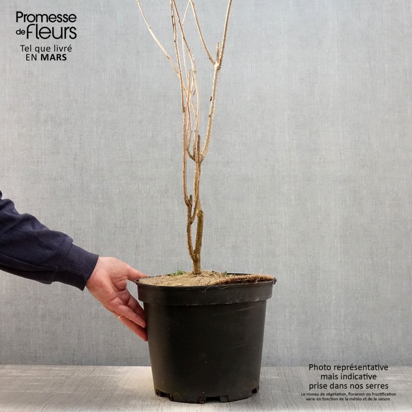 Clerodendrum trichotomum - Clerodendro Vaso da 7,5L/10L esemplare consegnato in primavera