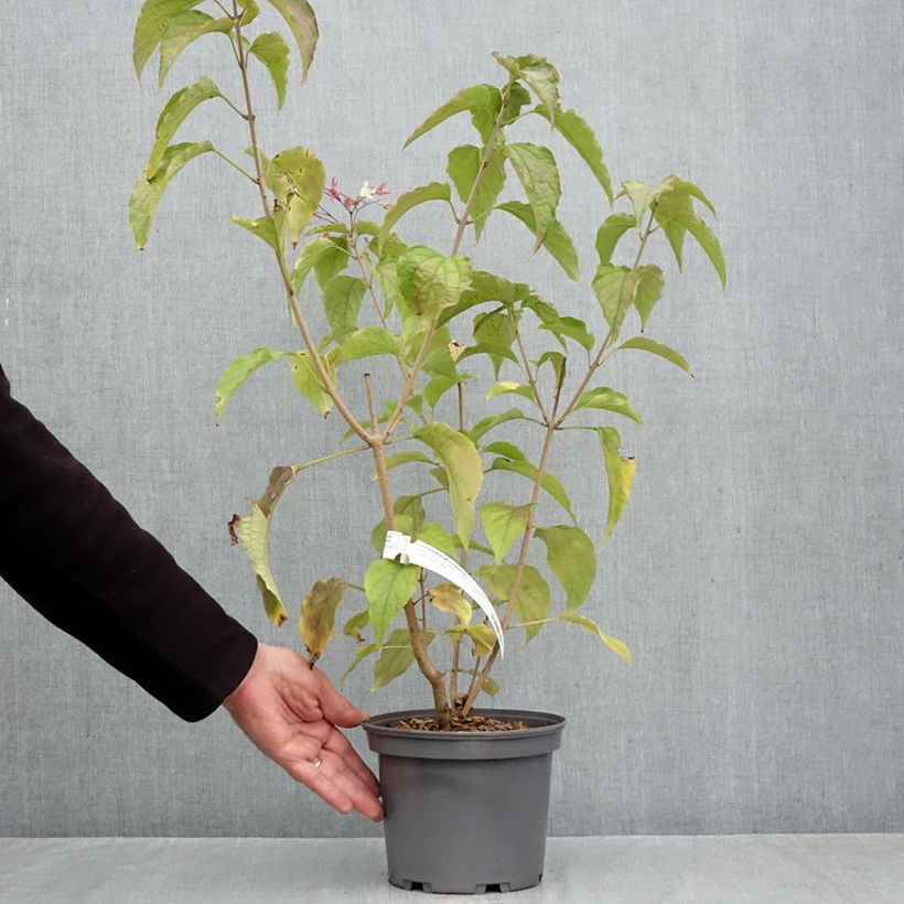 Esemplare di Clerodendrum trichotomum - Clerodendro Vaso da 3L/4L come consegnato in autunno