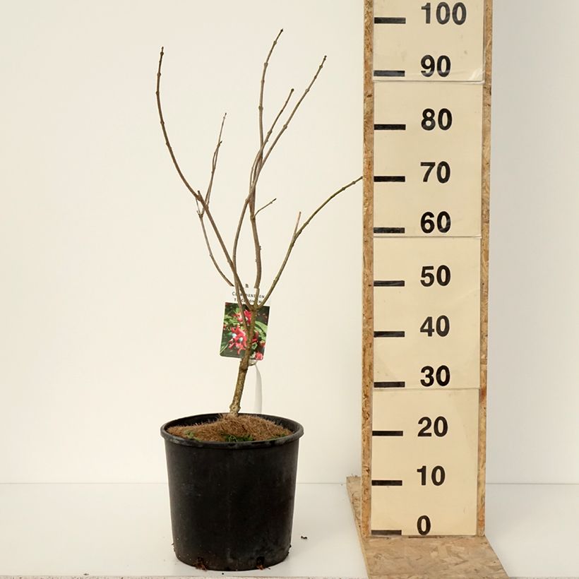 Clerodendrum trichotomum - Clerodendro Vaso da 7,5L/10L esemplare consegnato in inverno