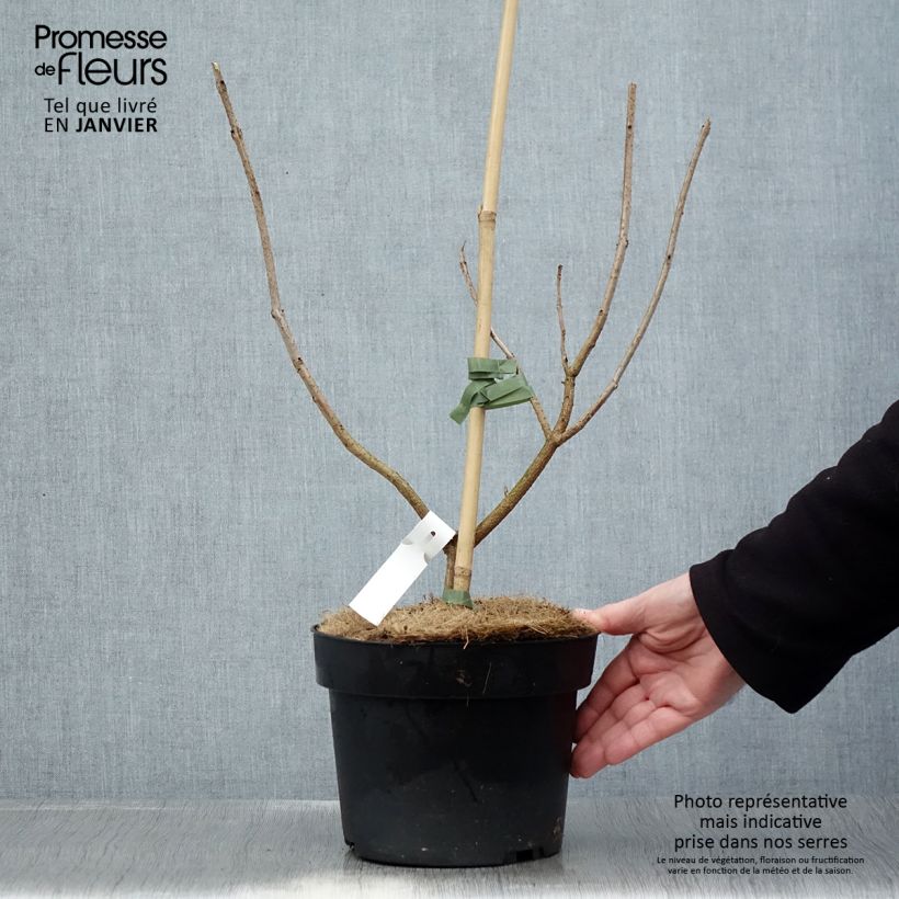 Clerodendrum trichotomum - Clerodendro Vaso da 3L/4L esemplare consegnato in inverno