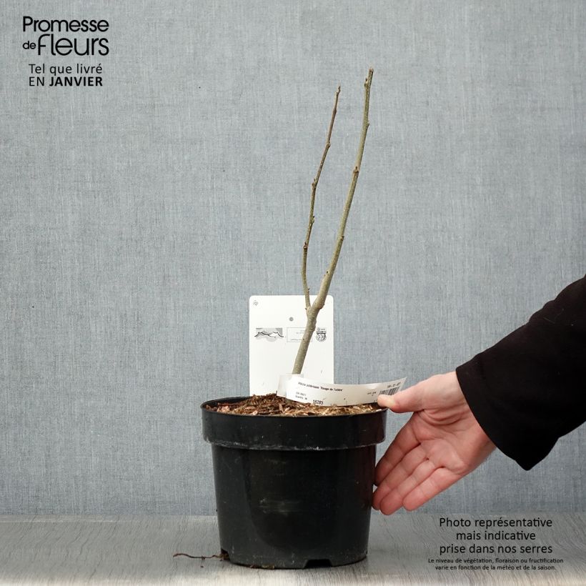 Albizia julibrissin Rouge de Tuilière - Acacia di Costantinopoli Vaso da 3L/4L esemplare consegnato in inverno