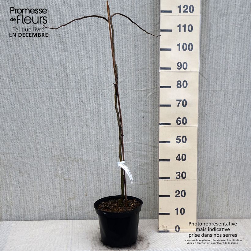 Esemplare di Albizia julibrissin Shidare - Acacia di Costantinopoli Vaso da 7,5L/10L come consegnato in autunno
