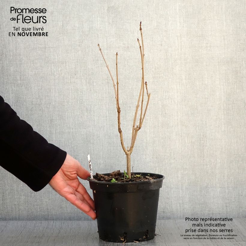 Esemplare di Clerodendro Fargesii - Clerodendrum trichotomum Vaso da 2L/3L come consegnato in autunno
