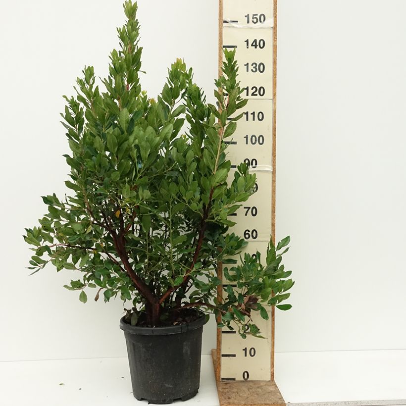 Esemplare di Arbutus unedo - Corbezzolo Vaso da 18L/20L consegnato in estate