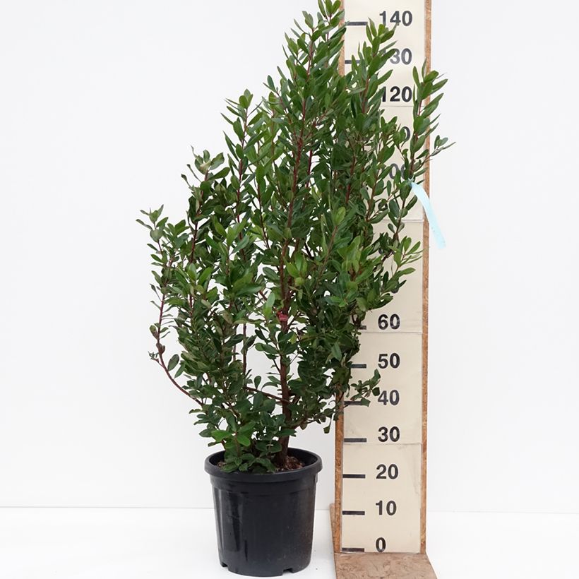 Arbutus unedo - Corbezzolo Vaso da 18L/20L esemplare consegnato in inverno