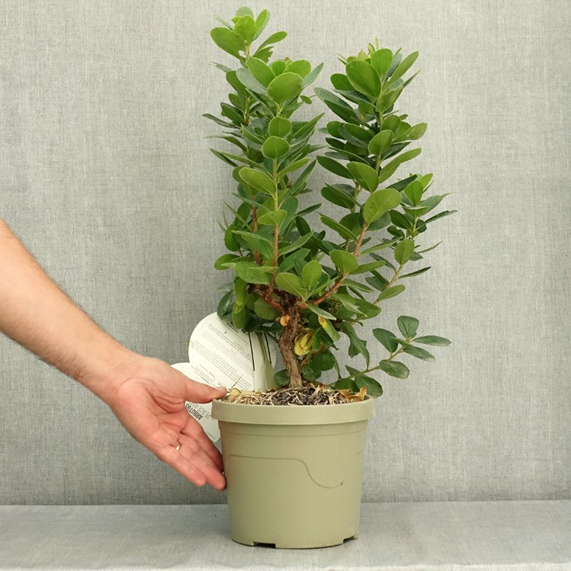 Esemplare di Arbutus unedo Peace and Love - Corbezzolo Vaso da 2L/3L consegnato in estate
