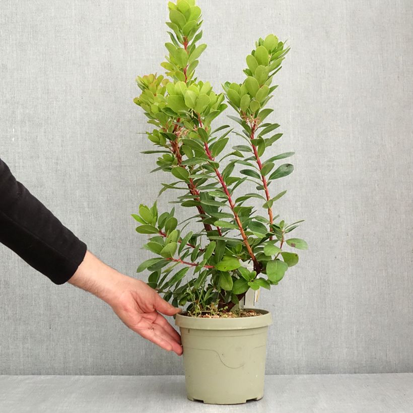 Esemplare di Arbutus unedo Peace and Love - Corbezzolo Vaso da 3L/4L come consegnato in autunno