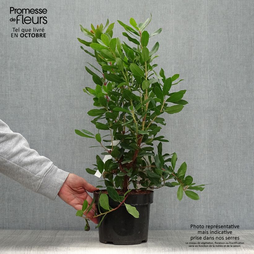 Esemplare di Arbutus unedo Roselily - Corbezzolo rosa Vaso da 3L/4L come consegnato in autunno