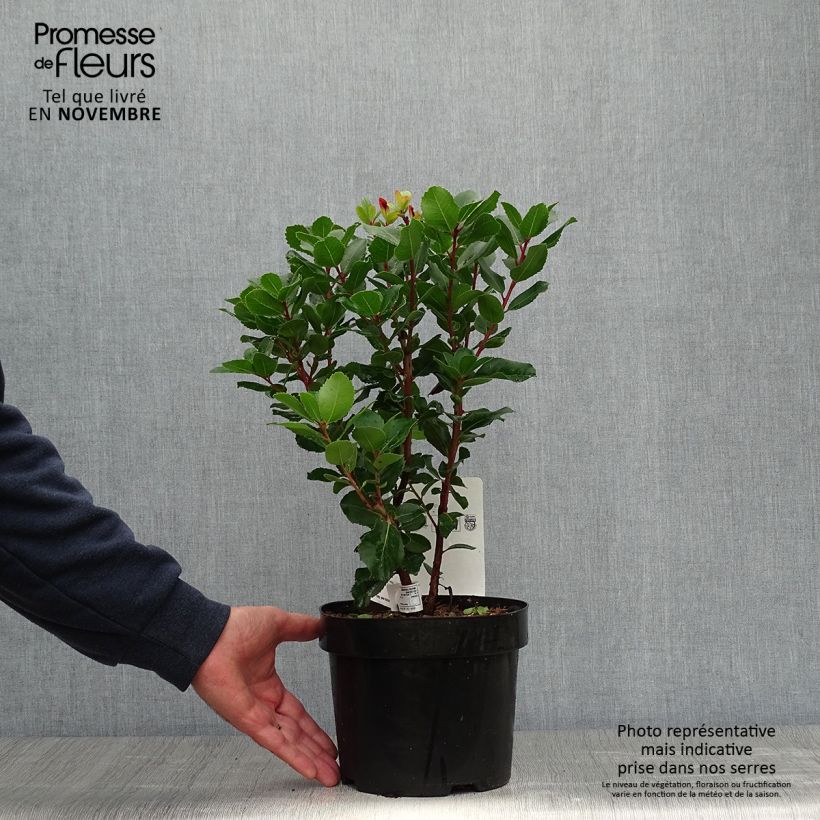 Esemplare di Arbutus unedo Rubra - Corbezzolo Vaso da 3L/4L come consegnato in autunno