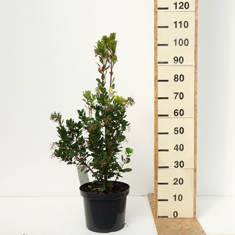 Esemplare di Arbutus unedo Rubra - Corbezzolo Vaso da 7,5L/10L come consegnato in autunno