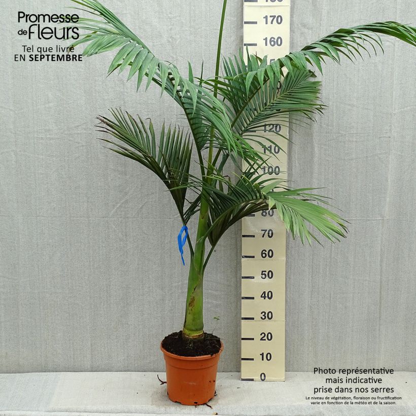 Esemplare di Archontophoenix alexandrae - Palma Vaso da 7,5L/10L come consegnato in autunno