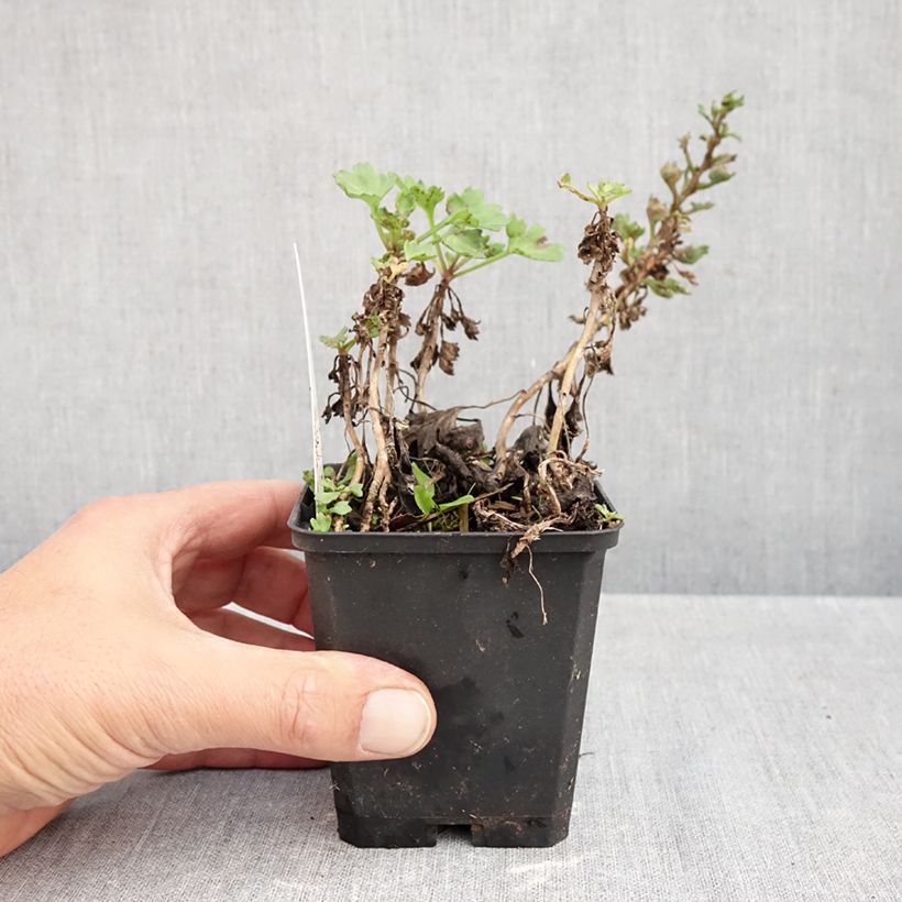 Esemplare di Arctanthemum arcticum - Crisantemo artico Vasetto da 8/9 cm come consegnato in autunno