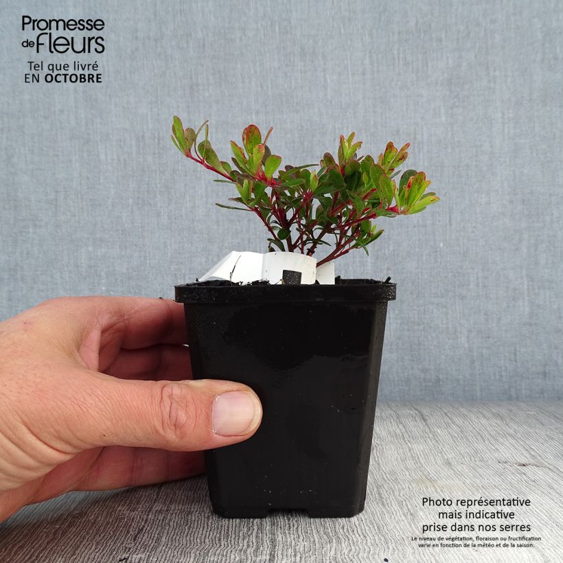 Esemplare di Arctostaphylos uva-ursi - Uva ursina Vasetto da 8/9 cm come consegnato in autunno