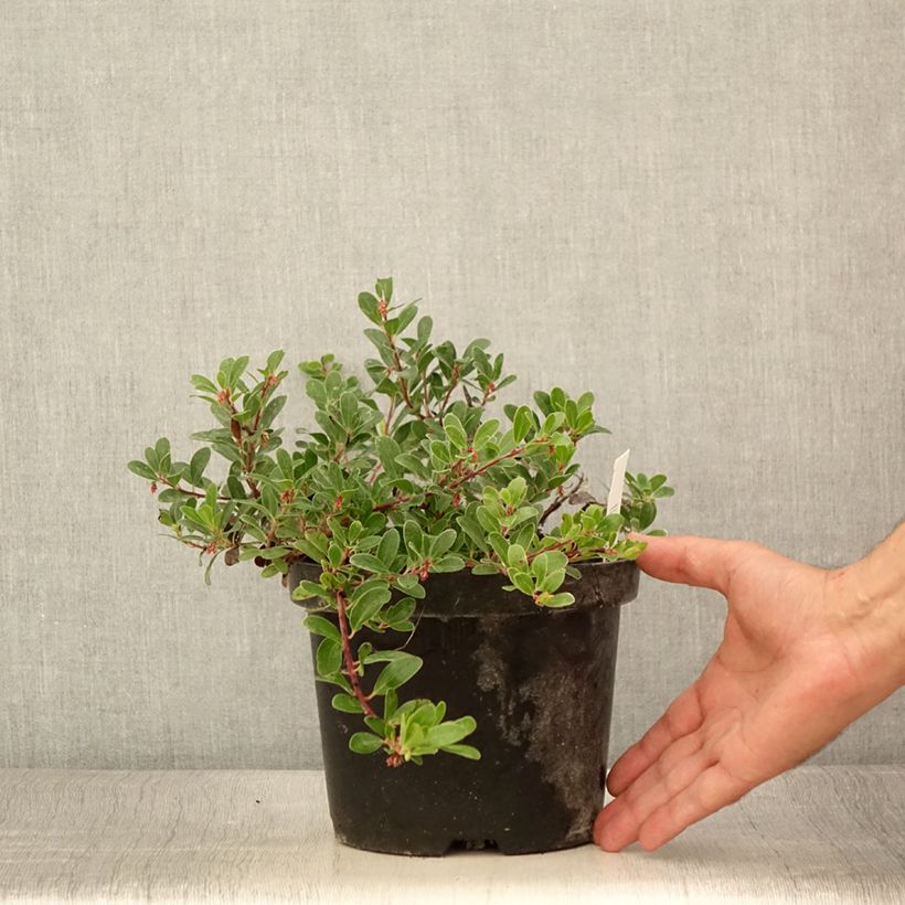 Esemplare di Arctostaphylos uva-ursi - Uva ursina Vaso da 3L/4L consegnato in estate