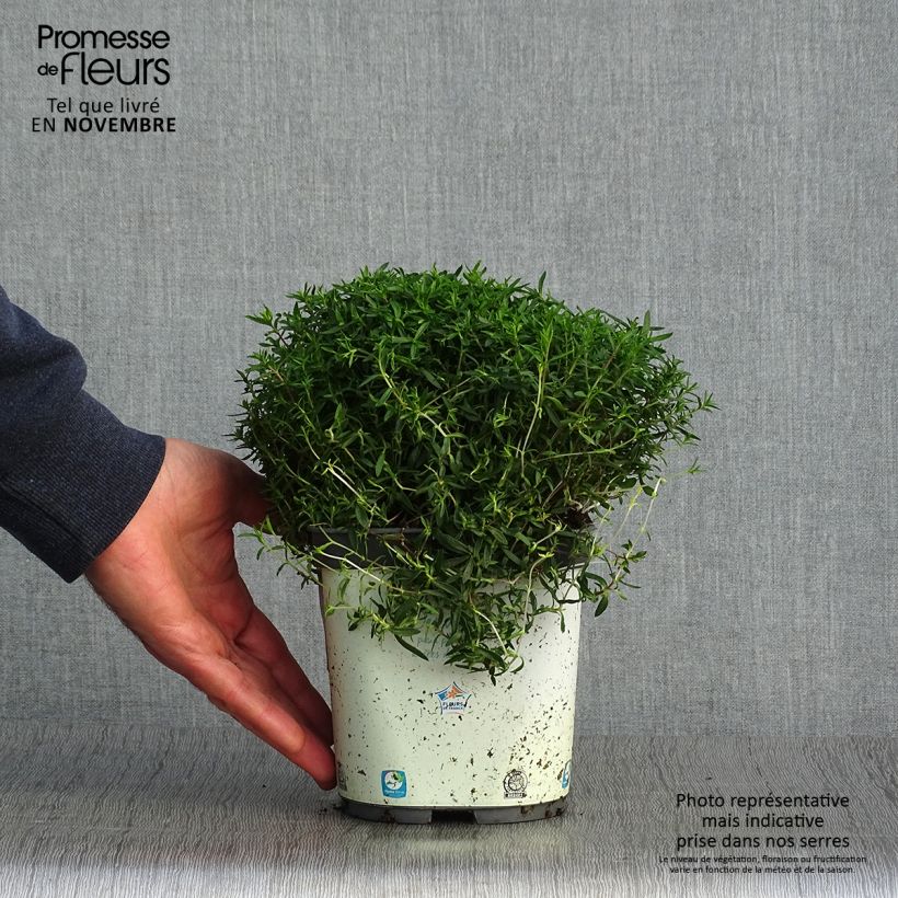 Esemplare di Arenaria montana Vaso da 2L/3L come consegnato in autunno