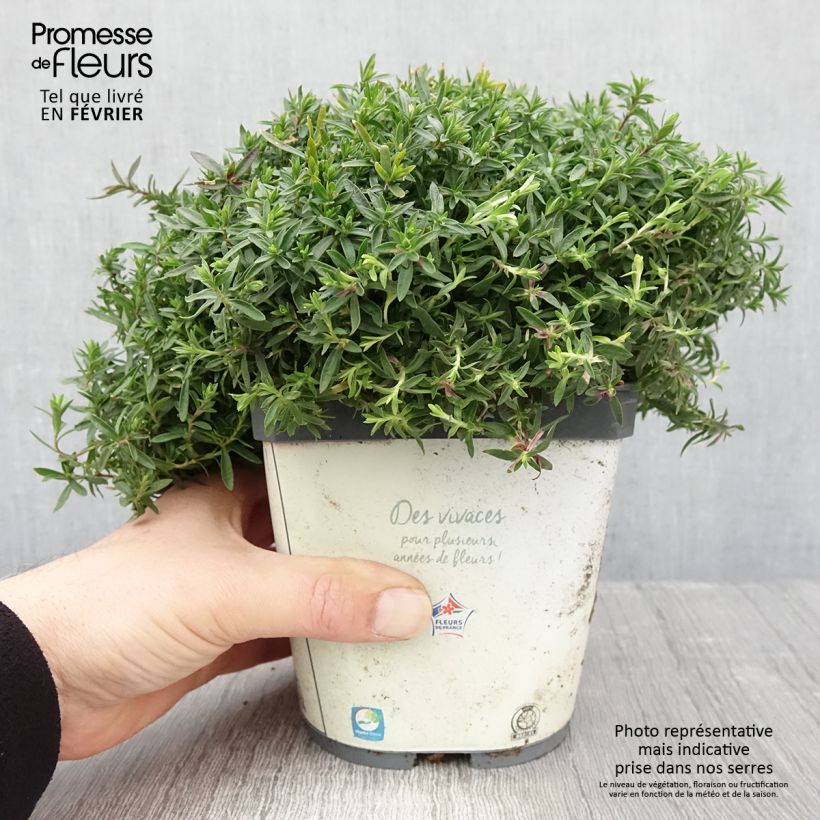 Arenaria montana Vaso da 2L/3L esemplare consegnato in inverno
