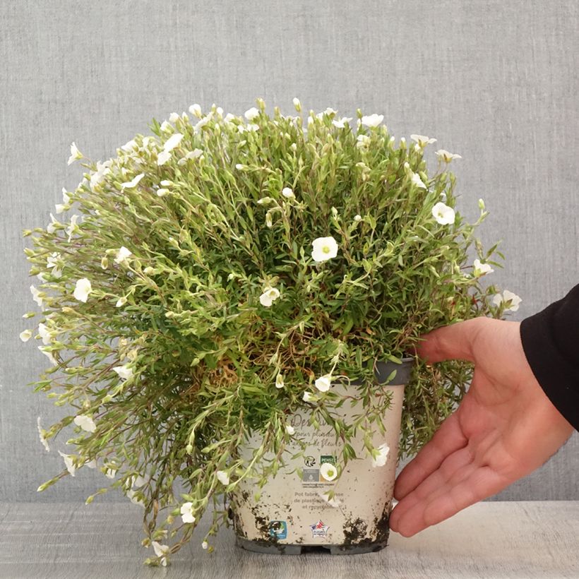 Arenaria montana Vaso da 2L/3L esemplare consegnato in primavera