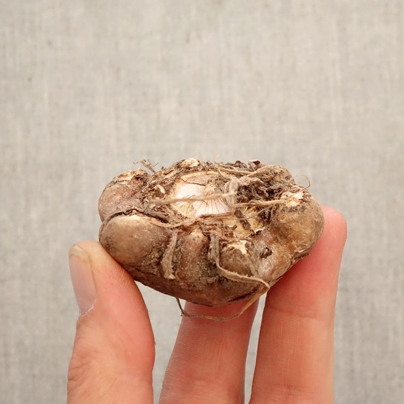 Arisaema candidissimum Bulbo esemplare consegnato in primavera