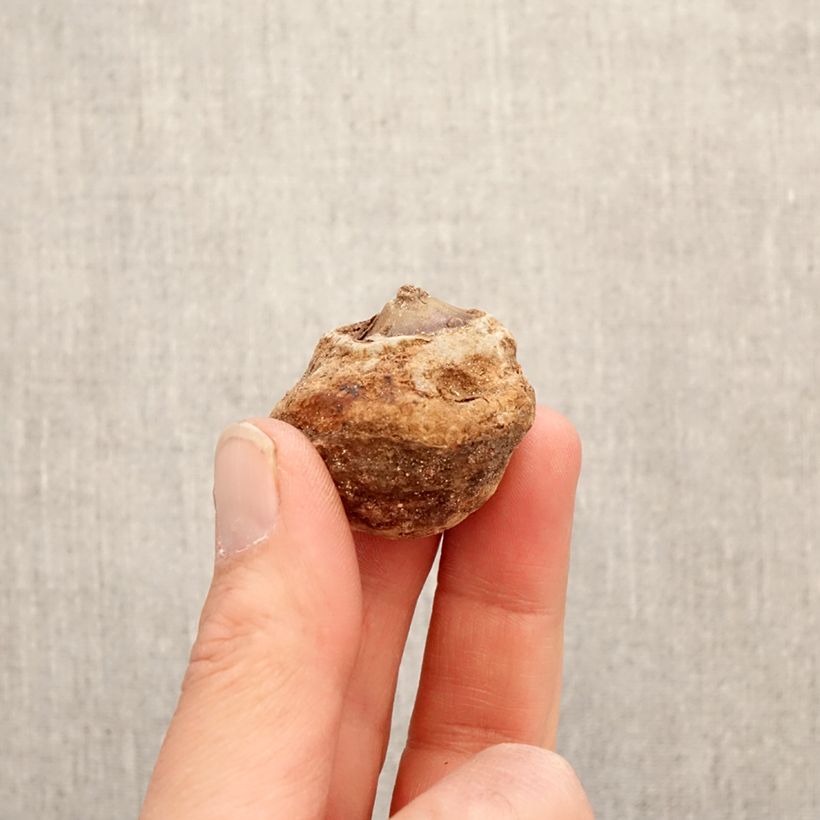 Arisaema dracontium Bulbo esemplare consegnato in primavera