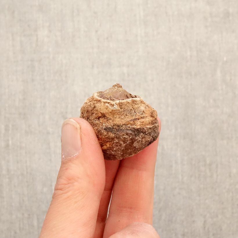 Arisaema fargesii Bulbo esemplare consegnato in primavera