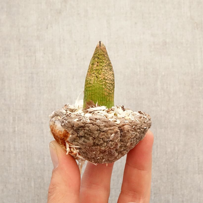 Arisaema griffithii Bulbo esemplare consegnato in primavera