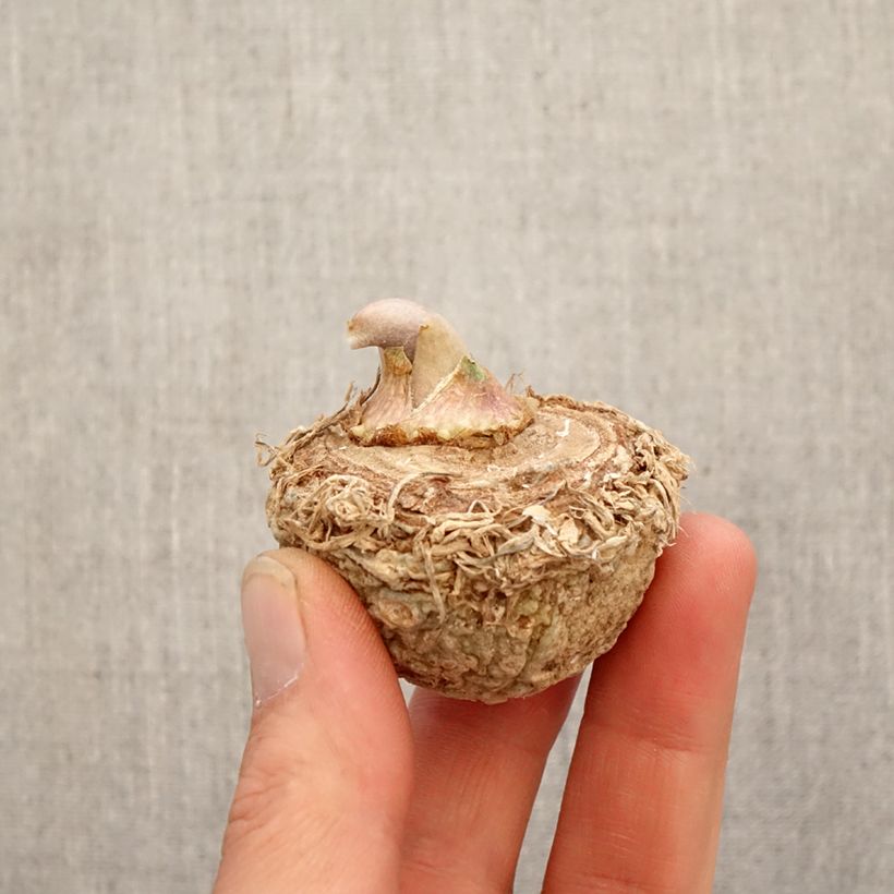 Arisaema sikokianum Bulbo esemplare consegnato in primavera