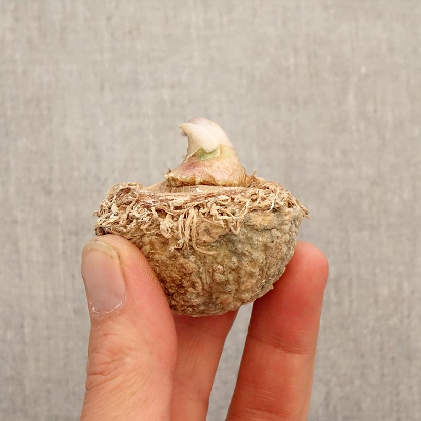 Arisaema tortuosum Bulbo esemplare consegnato in primavera