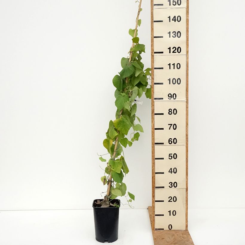 Esemplare di Aristolochia macrophylla Vaso da 6L/7L come consegnato in autunno