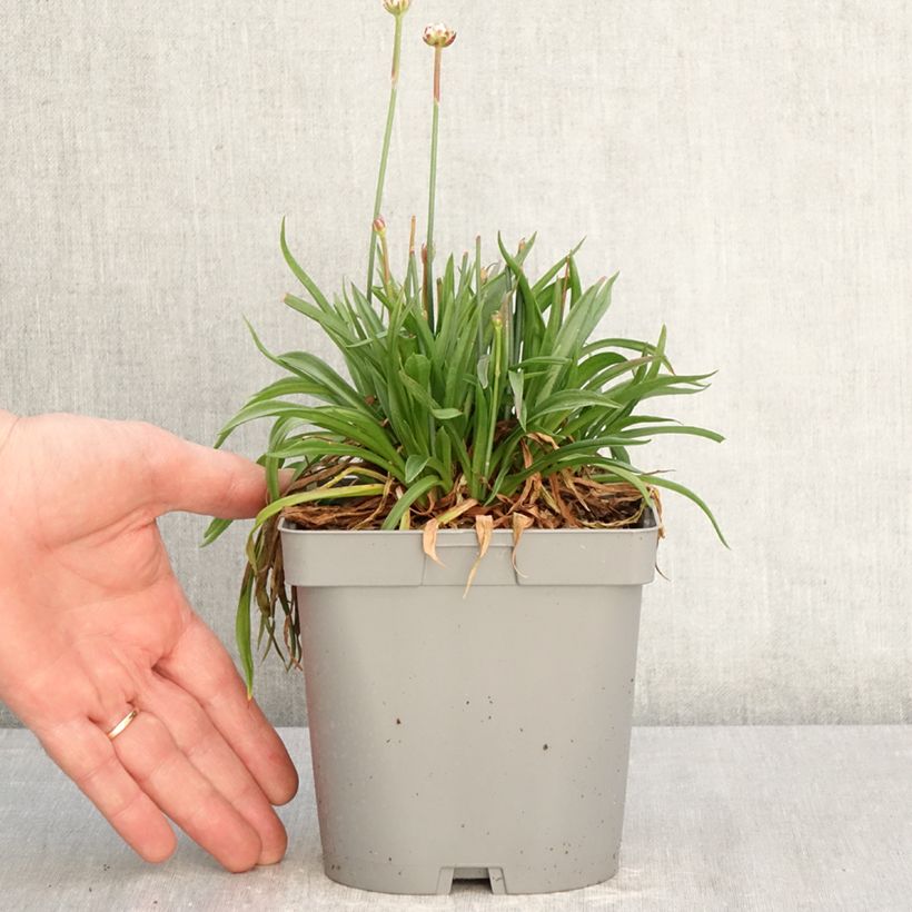 Armeria pseudarmeria Ballerina Lilac Vaso da 2L/3L esemplare consegnato in primavera