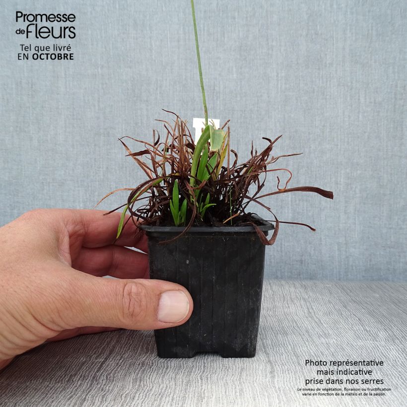 Esemplare di Armeria pseudarmeria Ballerina Red Vasetto da 8/9 cm come consegnato in autunno