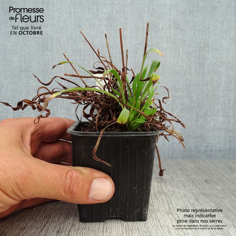 Esemplare di Armeria pseudarmeria Ballerina White Vasetto da 8/9 cm come consegnato in autunno