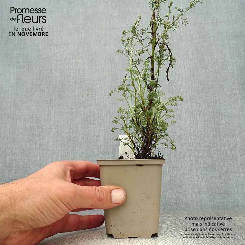 Esemplare di Artemisia arborescens Little Mice - Assenzio arbustivo Vasetto da 8/9 cm come consegnato in autunno