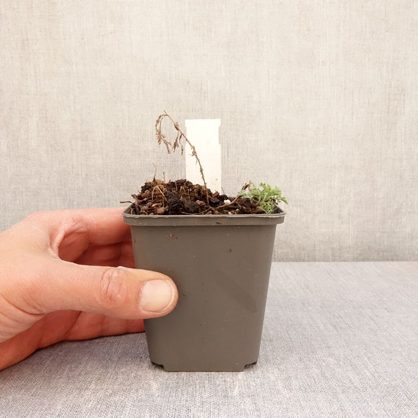 Artemisia pontica - Assenzio pontico Vasetto da 8/9 cm esemplare consegnato in primavera