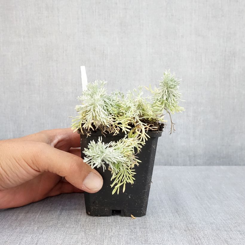 Esemplare di Artemisia schmidtiana Nana Vasetto da 8/9 cm consegnato in estate